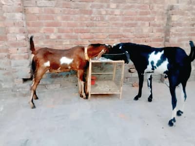 Male Jori Nagra Dabba & Beetle Dabba #03274116585