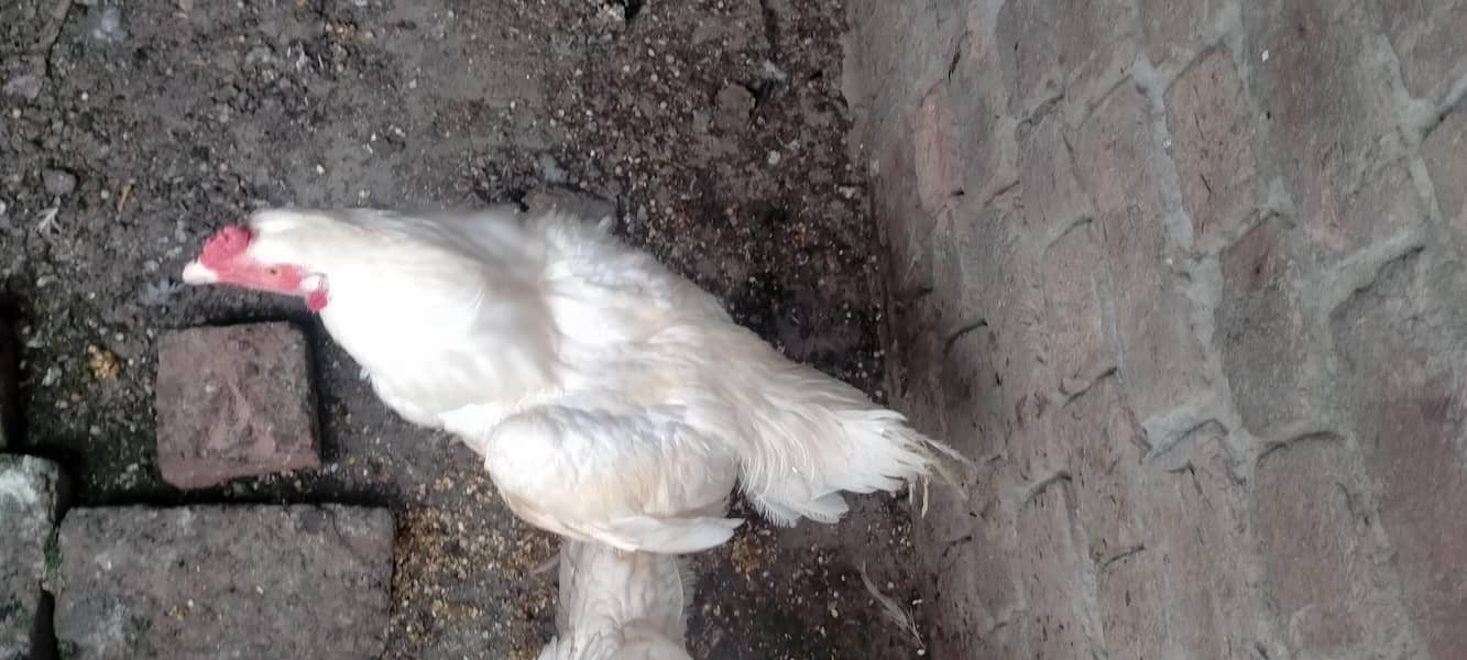 اصیل ھیراوائٹ,اصیل شامولاکھا 6