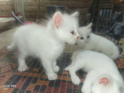 persian cat white kittens 4 available 03015502525