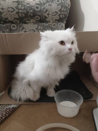 white Persian cat for sale