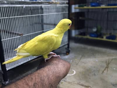 Yellow & Kashmiri Pahari Chicks