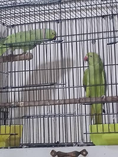 Green Ring Neck Breeding pair