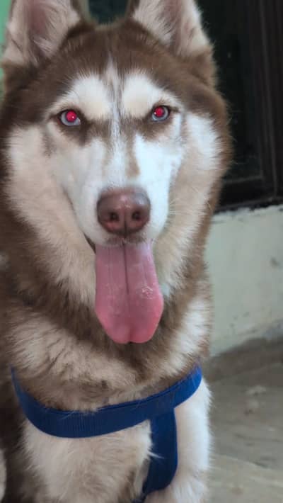 Siberian Husky