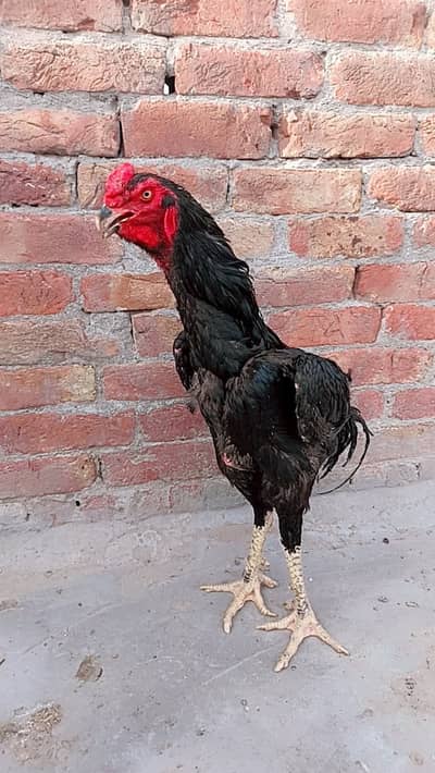 Black shamu aseel for sell