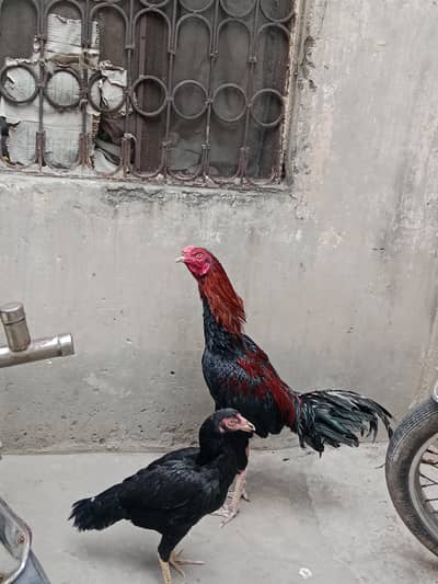 lakha Mianwali Aseel