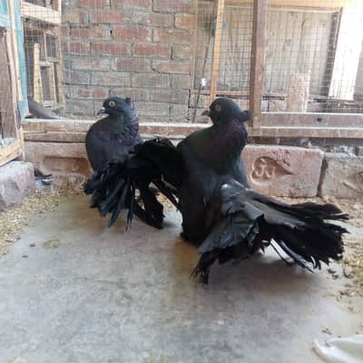 fancy and high flying pairs. . . . read full add. . . 03201447384