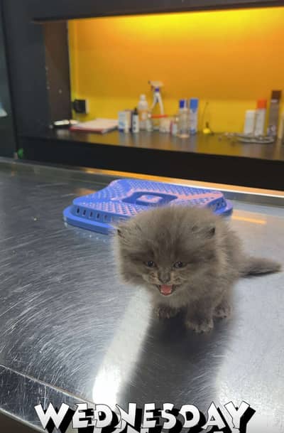 Selling my cute lil kitten to potential well keeping pet