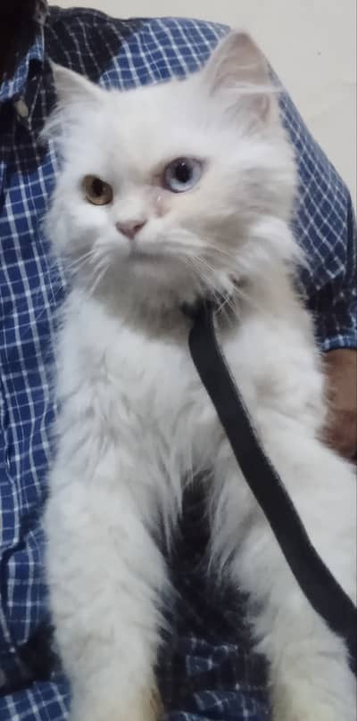persian cat pure white odd eyes sale