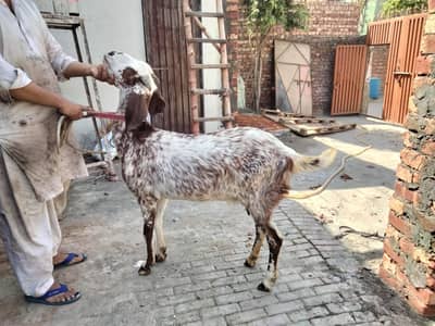 desi gaban bakri for sale
