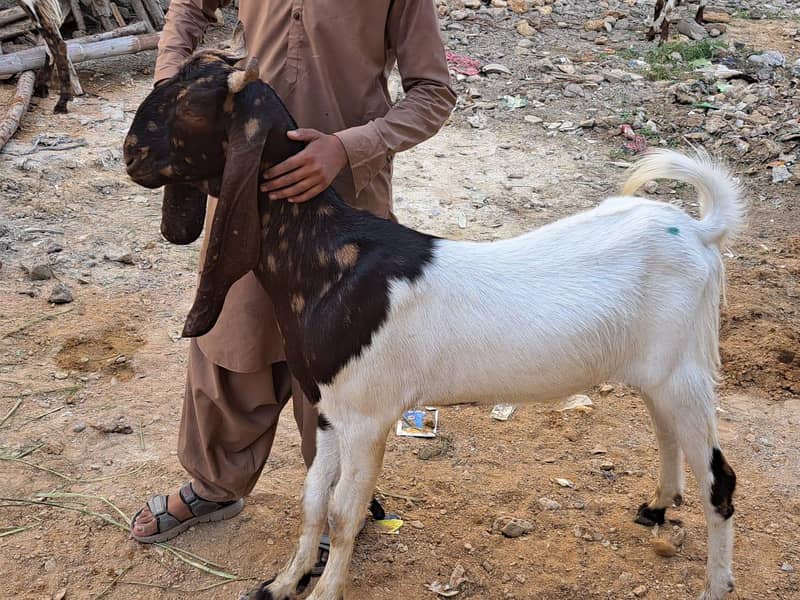 Bakra 1