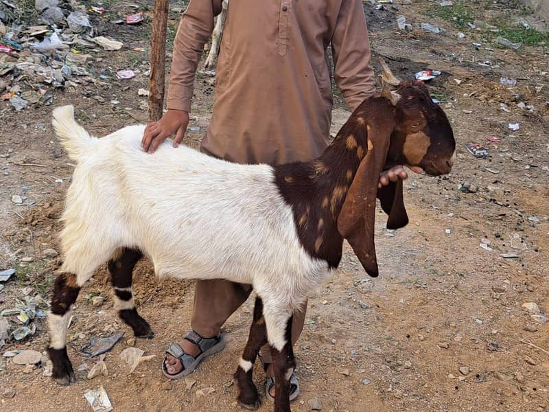 Bakra 3