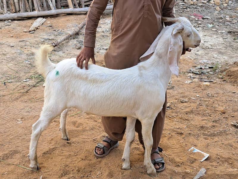 Bakra 4