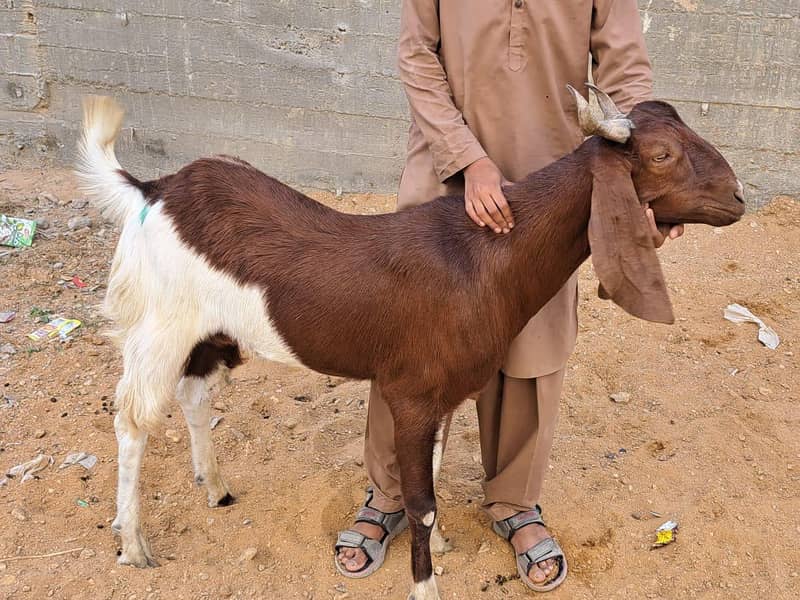 Bakra 5