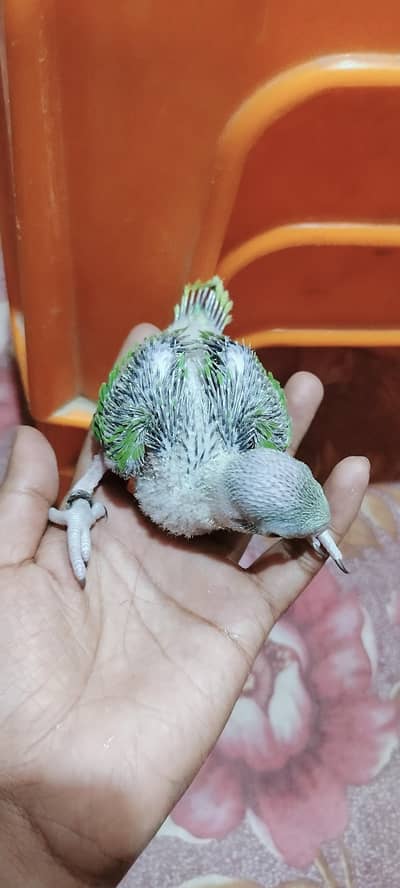 ringneck chicks  03432732457