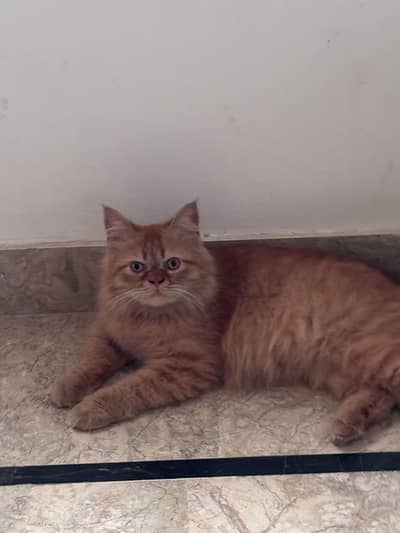 I am selling my  brown Persian male kitten