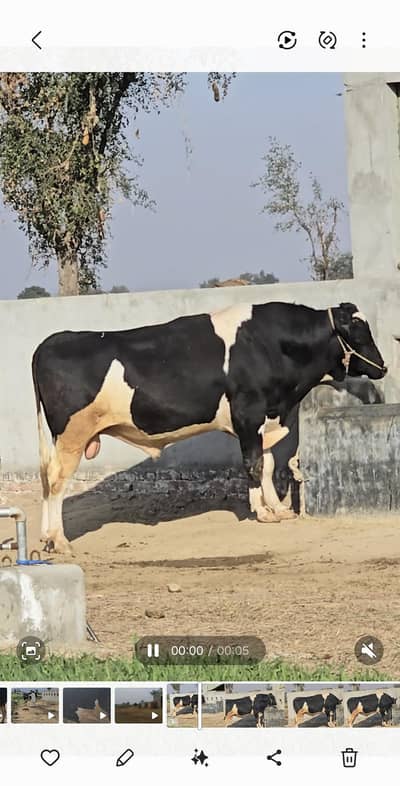 Holstein Friesian Active and Healthy Bull