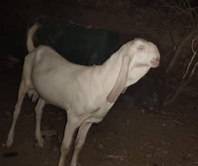 qurbani ka bhtreen bakra for sale