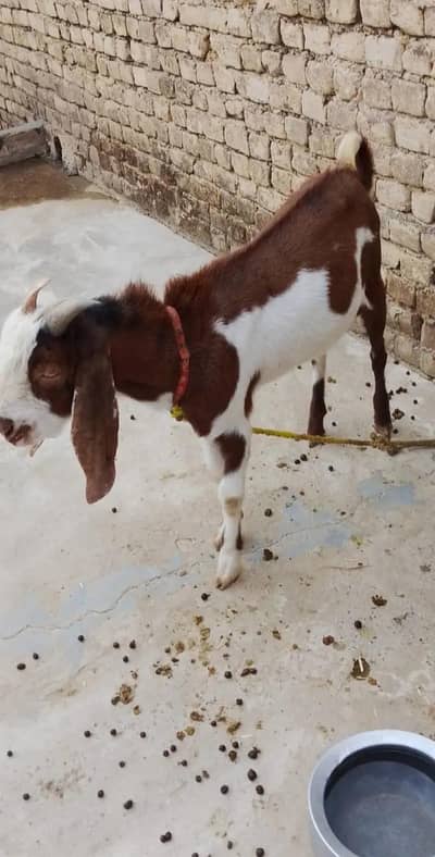 دوندا بکرا ہے ڈیڑھ سال کا