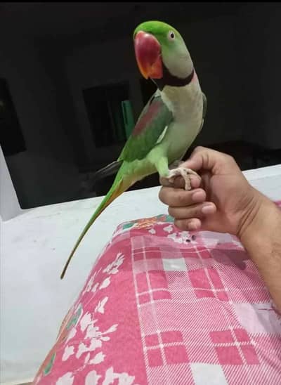raw parrot male
