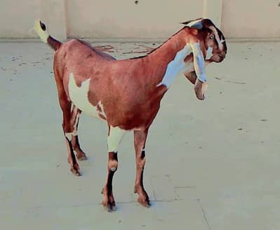 Healthy Bakra for Sale | Beautiful Color | 0319//2587//389