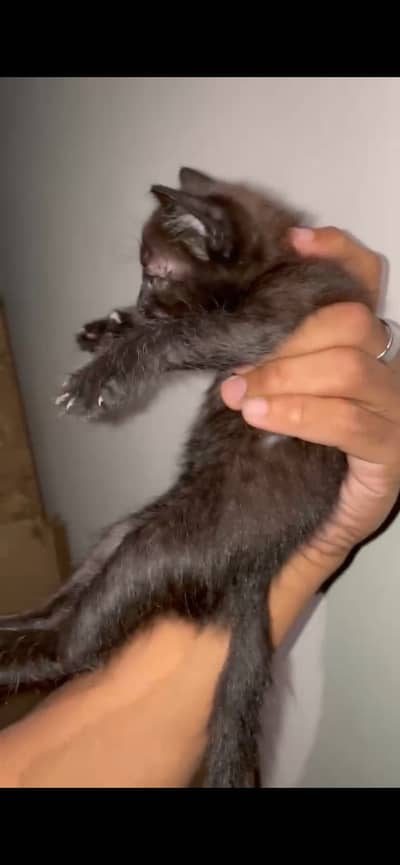 1 baby black 1 baby gray cat