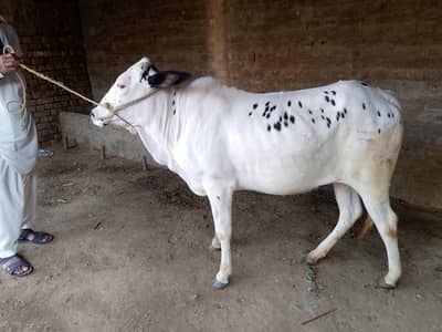 Wachi for sale. Location Attock city. Bijli ghr muhla.