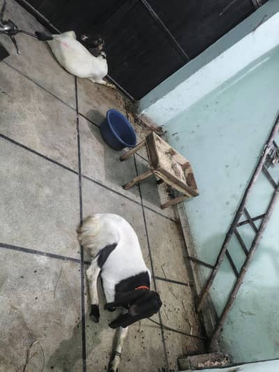 Rajan puur pair for sale