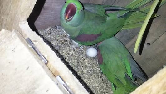 fertile pair/breeder pair