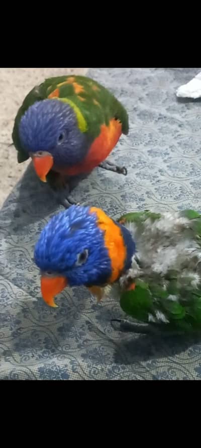 RAINBOW LORIKEETS