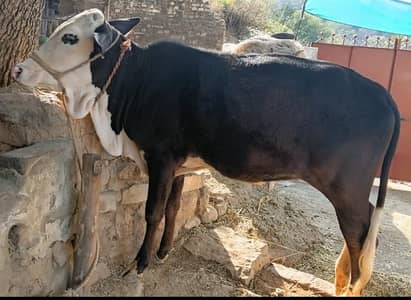 دیسی گائے برائے فروخت – صحت مند (1 سال 2 مہینے)