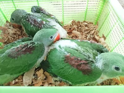 raw parrot chicks