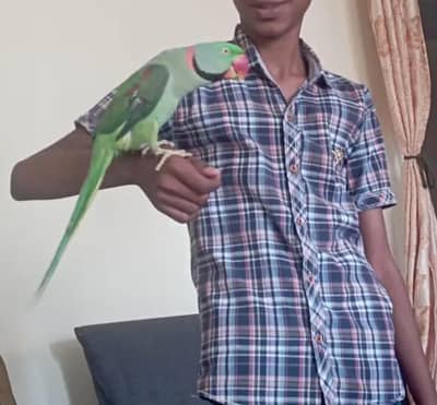 kashmiri raw parrot and train connect number WhatsApp 0340==1247==576
