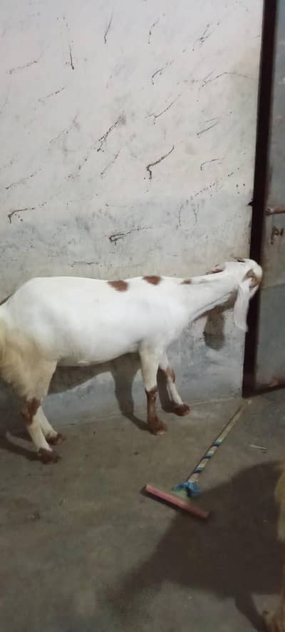 Bakri For Sale