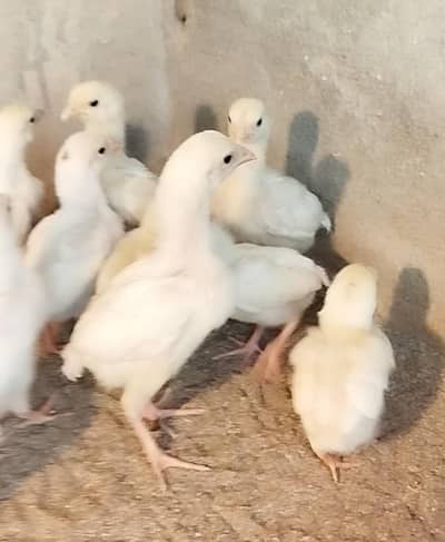 Hera Aseel chicks forsale