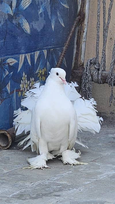AMERICAN FANTAIL BREEDER PAIR FOR SALE
