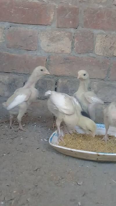 aseel chiks 03214203251