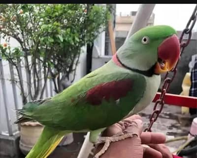 kashmiri raw parrot and train connect number WhatsApp 0340==1247==576