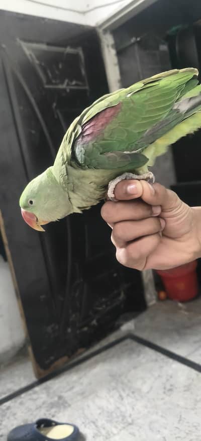Raw parrot   active