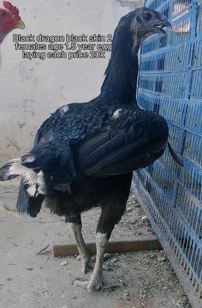 imported bird white Thai dragon Thai and back footer thai