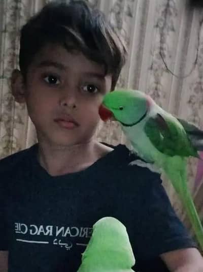 kashmiri raw parrot and train connect number WhatsApp 0340==1247==576