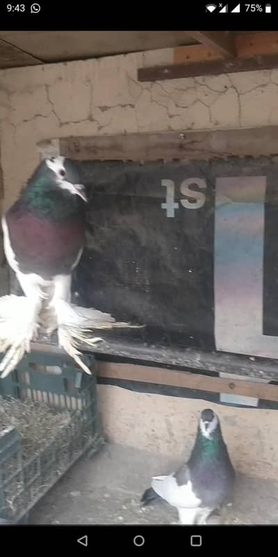 indian fantail and spout