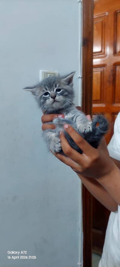 2 female kittens Russian blue