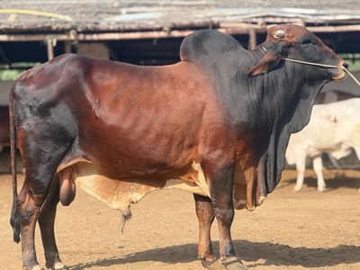 BACHRA FOR SALE QURBANI 2026