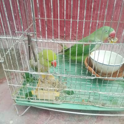 Healthy & Calm Green Parrot for Sale