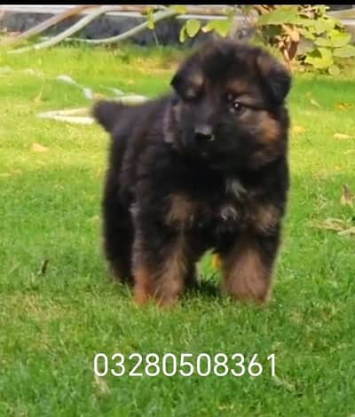 German shepherd Long coat for sale Heavy bone structure reason able