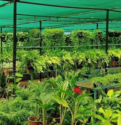 Big Nursery for sale