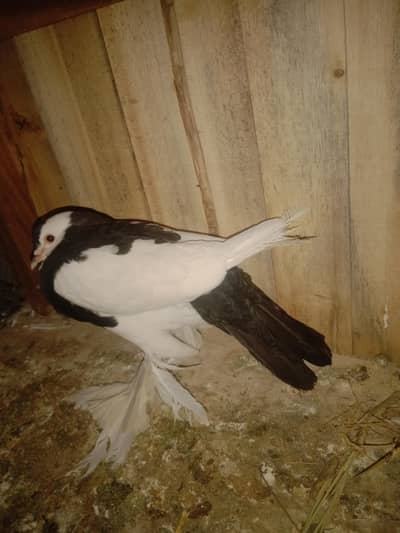 obara pair for sale Whitefield back male for sale