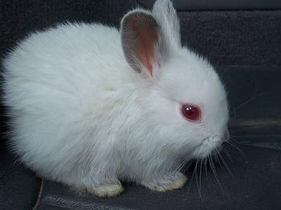 Red Eye white Rabbits bunny