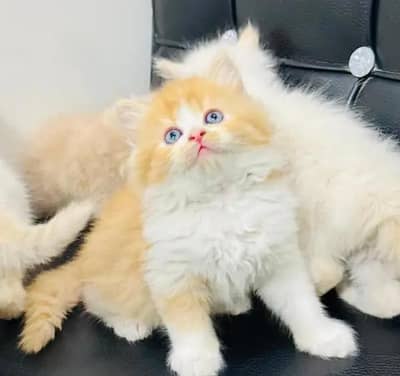 Persian cat urgent sale serious only WhatsApp number 03468556940