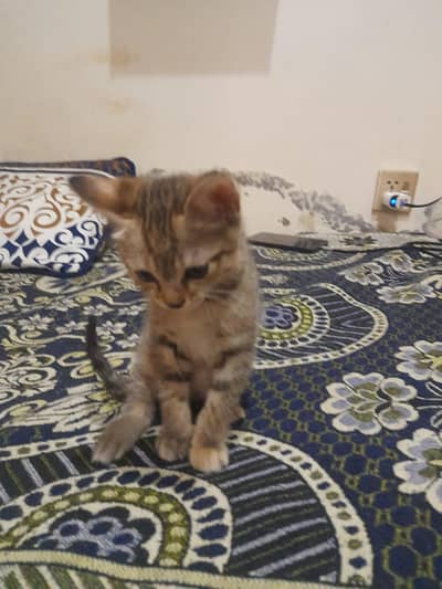 half Persian kitten